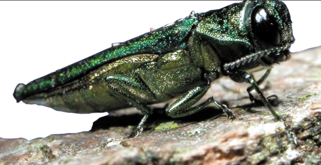 a green emerald ash borer beetle sits on a tree